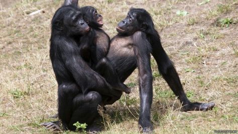 En los bonobos, las relaciones con seres del mismo sexo podrían servir para hacer los vínculos más fuertes (Foto de BBC).