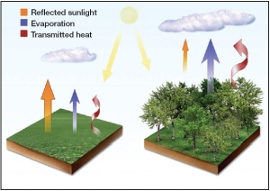Biophysical effects of landcover