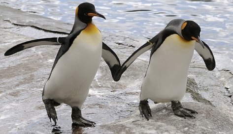 Los pingüinos son un claro ejemplo de aves con comportamientos homosexuales (Foto de Listverse).