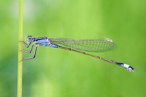 Los machos del cola azul (Ischnura elegans) prefieren a otros machos cuando son alojados en ausencia de hembras (Foto: L. B. Tettenborn, Creative Commons).