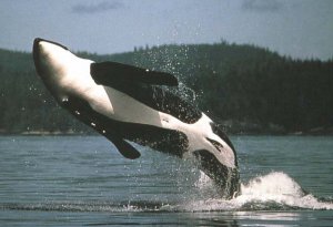 Las orcas (Orcinus orca) son cetáceos con comportamientos homosexuales habituales (Foto de WorldPolicy)