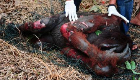 orangutan quemado, aceite de palma, pal oil, palmitate, pongo, deforestacion, muerto