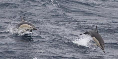 delfin comun delphinus delphis cetaceos mediterraneo