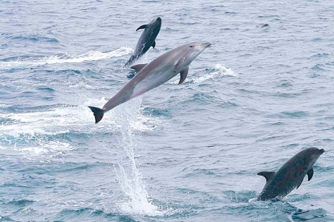 delfin mular tursiops truncatus cetaceos mediterraneo