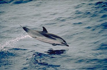 Stenella coeruleoalba delfin listado cetáceos mediterraneo