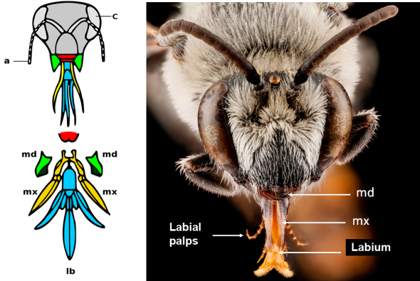 bee_mouthparts_eng