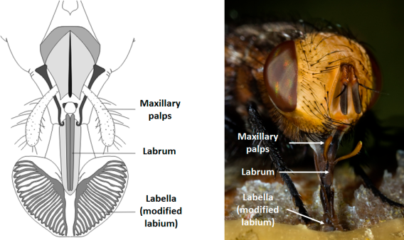 fly-mouthparts