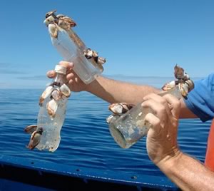 impacto basura marina especies exoticas